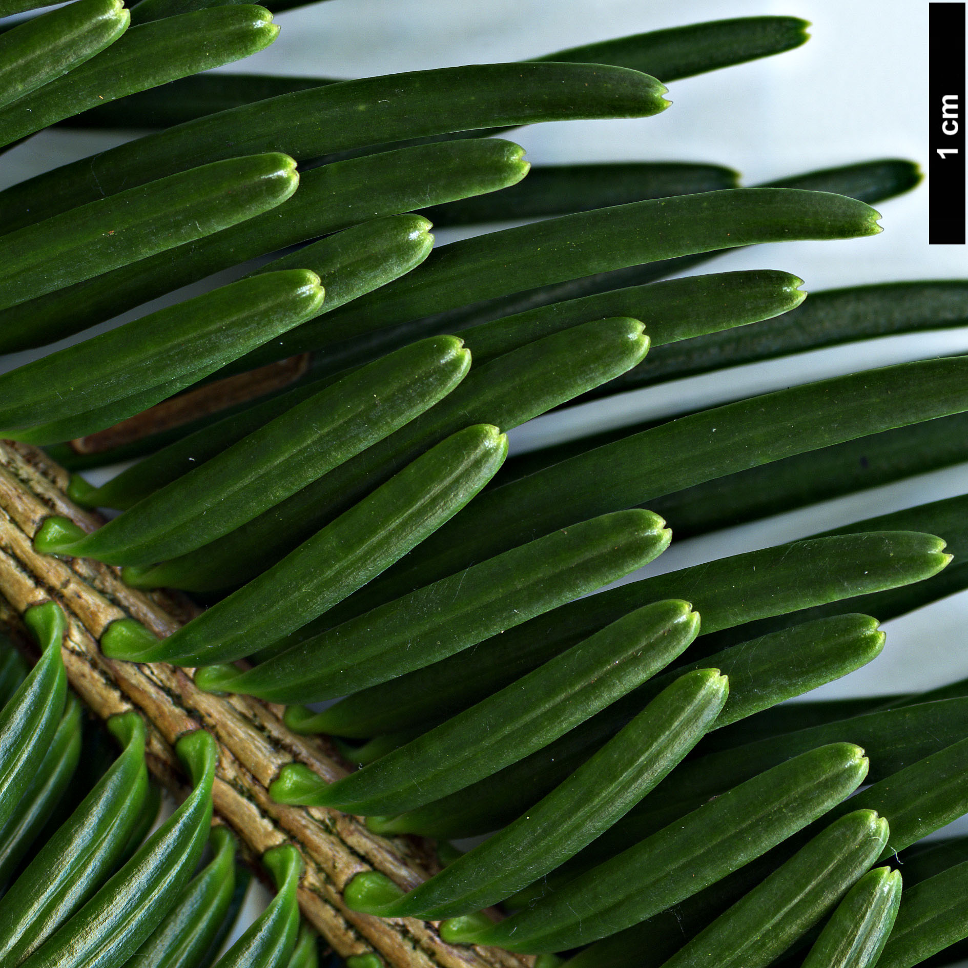 High resolution image: Family: Pinaceae - Genus: Abies - Taxon: spectabilis